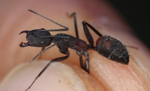 Blood-spotted Sugar Ant