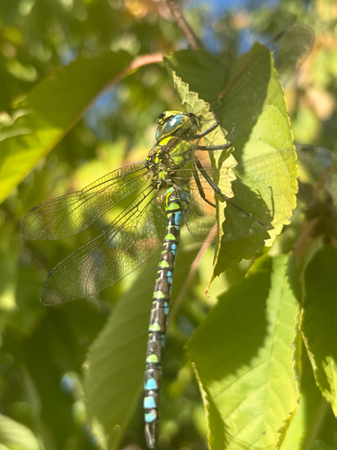 Southern Hawker
