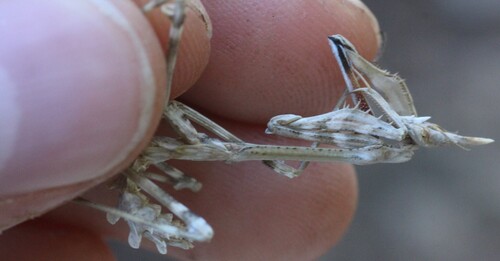 Mediterranean Conehead Mantis