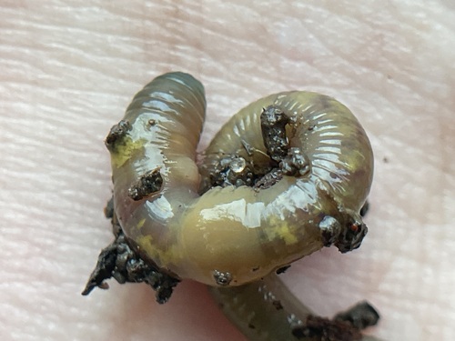 Green Worm