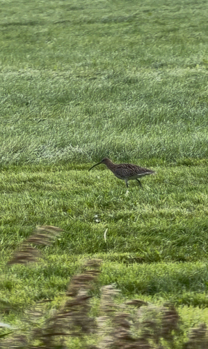 Eurasian Curlew