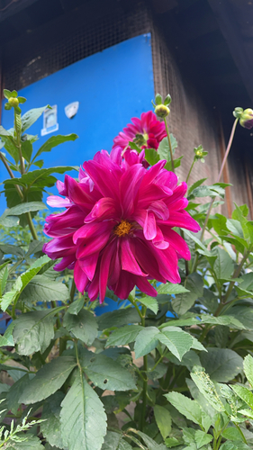 Dahlia pinnata observed 2026-10-11