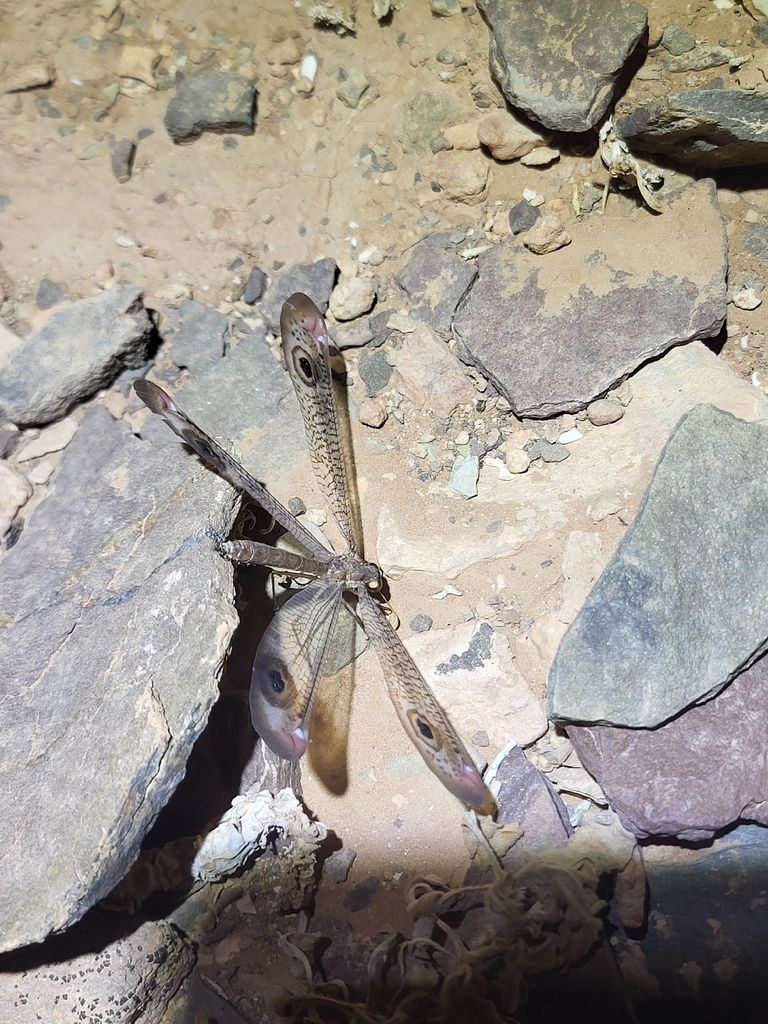 Pseudimares