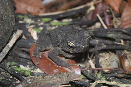 Phrynoidis asper observed 2026-10-10