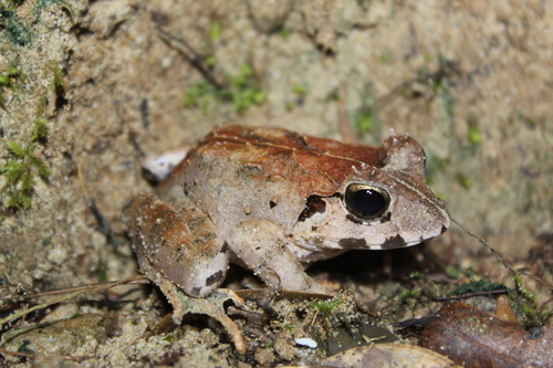 Limnonectes malesianus observed 2026-10-10
