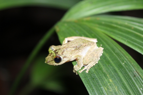 Kurixalus chaseni observed 2026-10-10