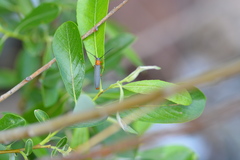 Oberea quadricallosa
