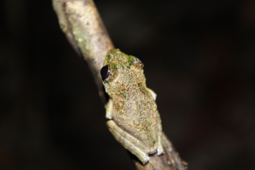 Kurixalus chaseni observed 2026-10-10