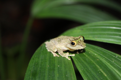 Kurixalus chaseni observed 2026-10-10