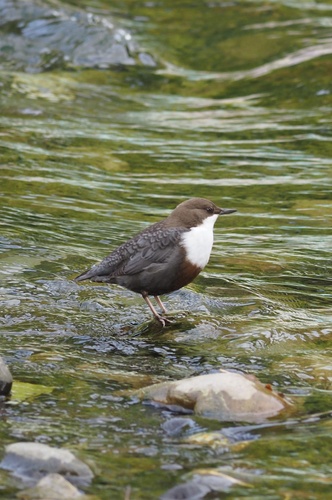 White-throated Dipper