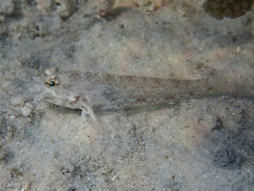Macrodontogobius wilburi observed 2026-10-08