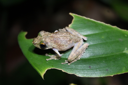 Kurixalus chaseni observed 2026-10-10