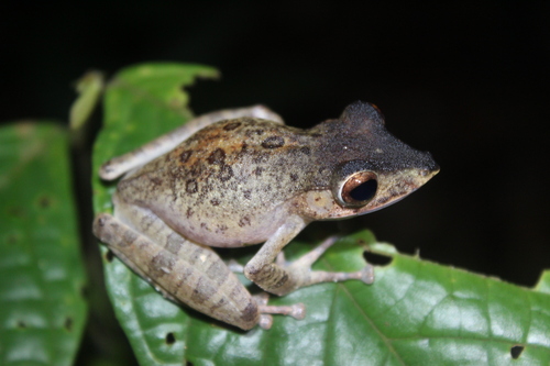 Polypedates colletti observed 2026-10-10