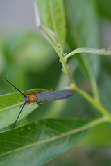 Oberea quadricallosa