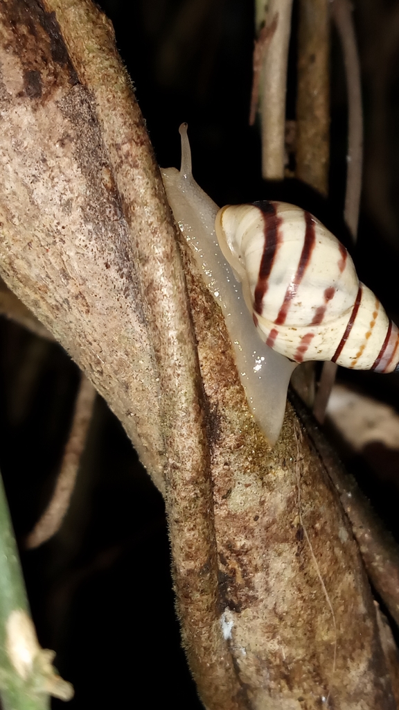 Rhachistia praetermissa