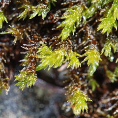 Racomitrium depressum