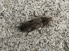 Cryptalaus larvatus pini