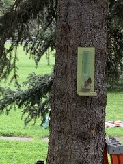 Haemorhous purpureus