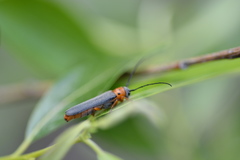 Oberea quadricallosa
