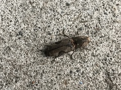 Cryptalaus larvatus pini