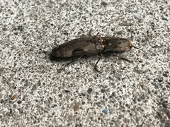 Cryptalaus larvatus pini