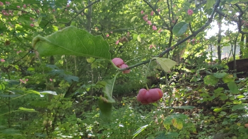 Spindle
