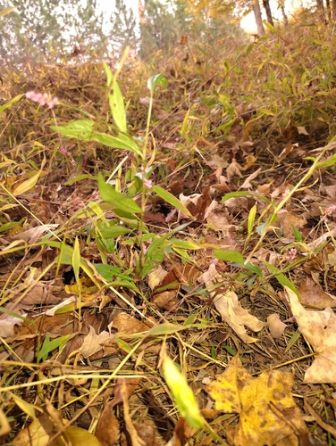 low smartweed