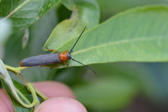 Oberea quadricallosa