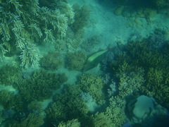 Cetoscarus ocellatus