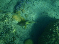 Cetoscarus ocellatus