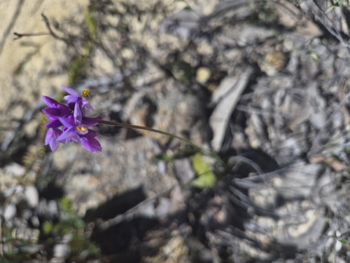 Sowerbaea juncea observed 2026-10-11