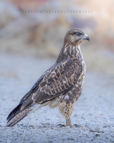 Atlas Long-legged Buzzard