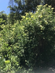 Sambucus cerulea