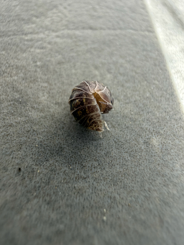 Common Pill Woodlouse