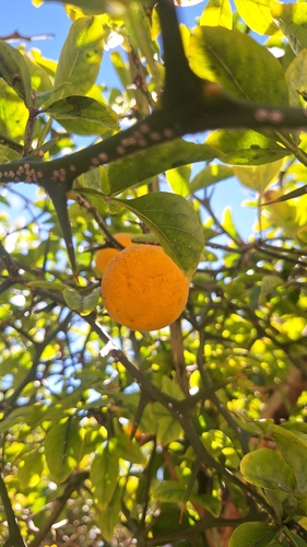 trifoliate orange