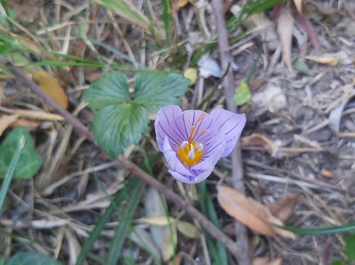 Hairy Crocus