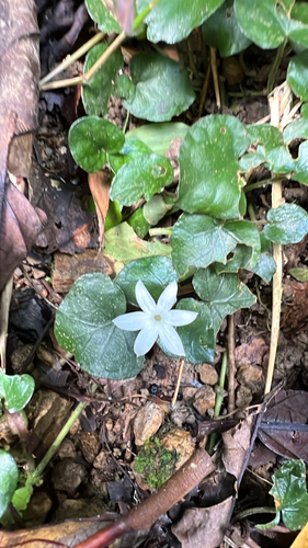 Geophila herbacea observed 2026-10-11