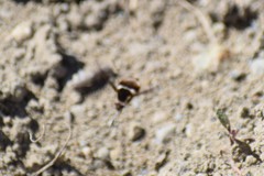 Bombylius pygmaeus