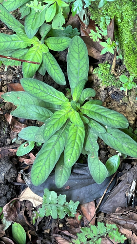 Staurogyne concinnula observed 2026-10-11