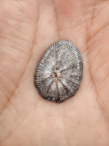 Siphonaria pectinata observed 2026-10-11