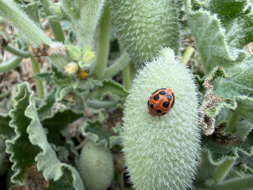 Melon Ladybird