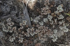 Cardionema ramosissimum