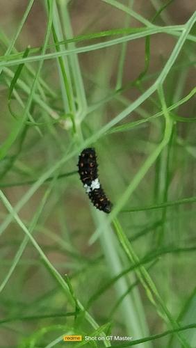 Old World Swallowtail