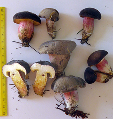 Xerocomellus cisalpinus