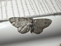 (c) Chris Wood, some rights reserved (CC BY-NC-ND) Texas Gray (Glenoides texanaria)