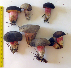 Xerocomellus cisalpinus