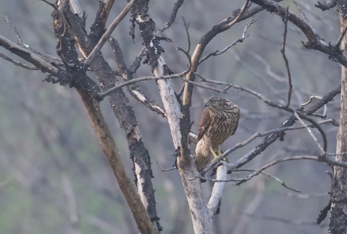 Eurasian Goshawk