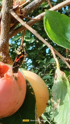Red Admiral