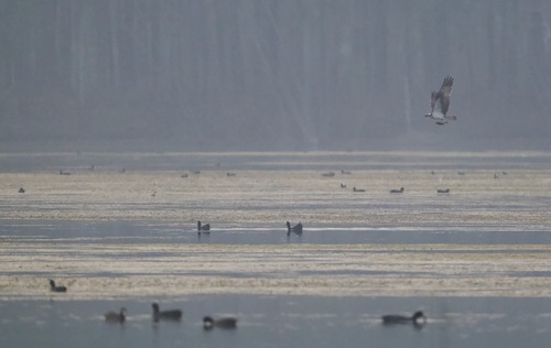 Osprey