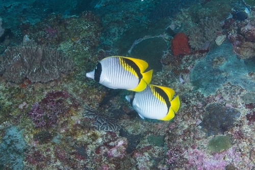 Chaetodon lineolatus observed 2026-10-09